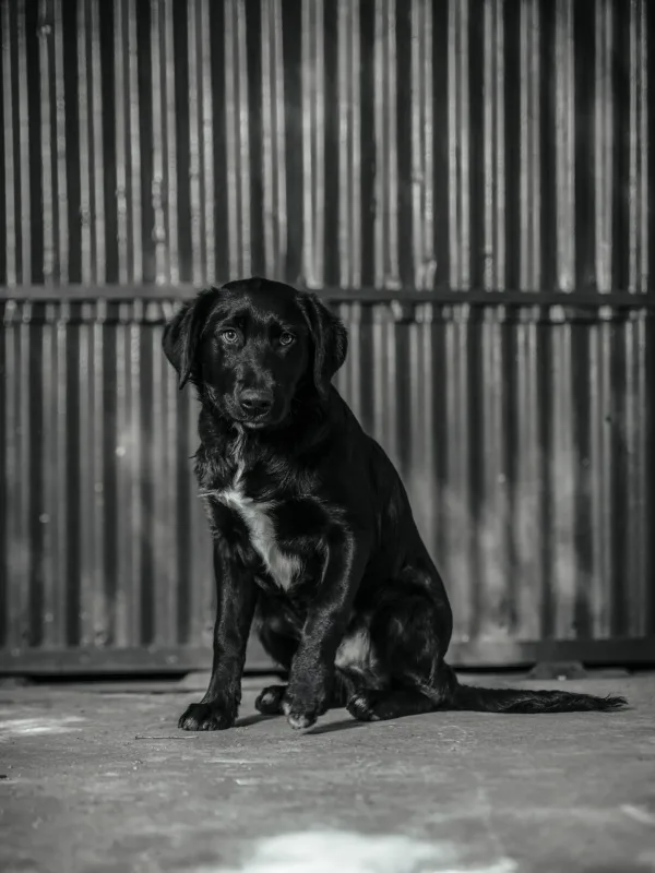 Black and white portrait photo of puppy